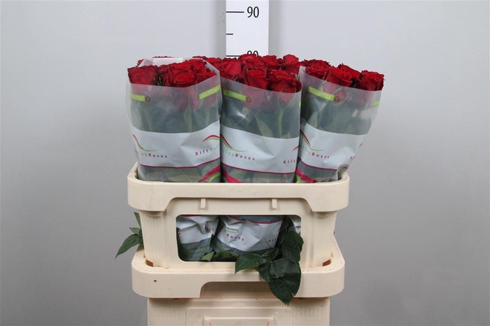 <h4>R Gr Red Bentley</h4>