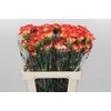 Dianthus St Zenit
