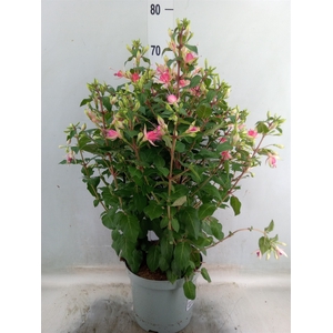 Fuchsia  'Walz Jubelteen'