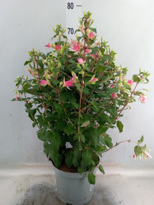 <h4>Fuchsia  'Walz Jubelteen'</h4>