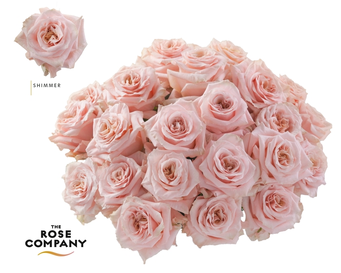 <h4>Rosa Ec Shimmer</h4>