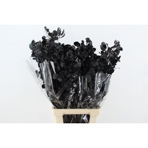 DF Lunaria Bs Black