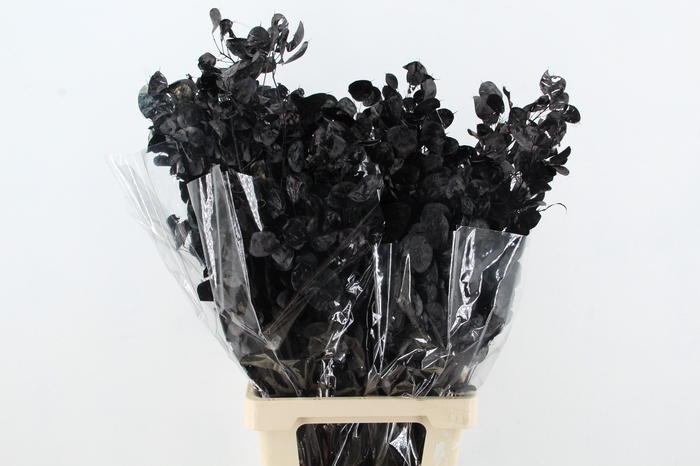 <h4>DF Lunaria Bs Black</h4>