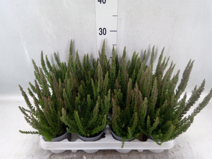 Calluna vulg. 'Skyline Stockholm'