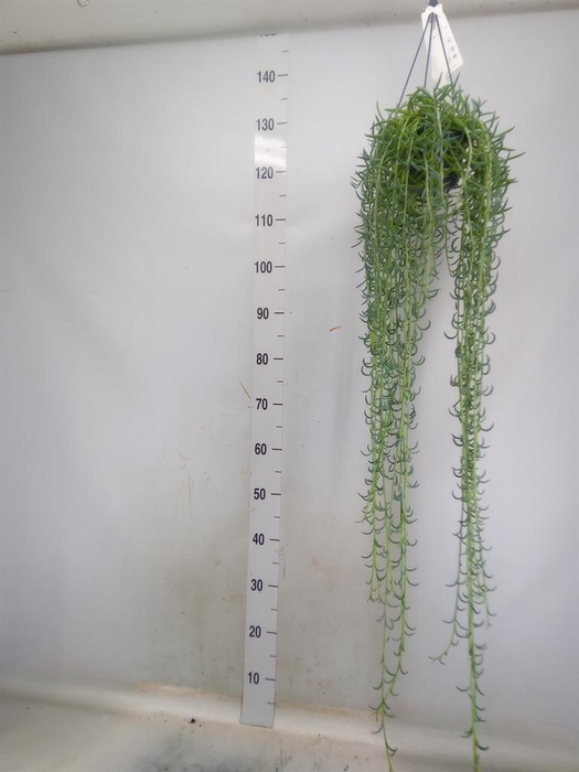 <h4>Senecio   ...</h4>