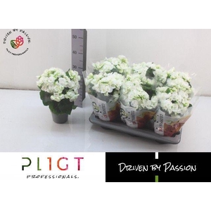 BEGONIA WHITE CLARA P14