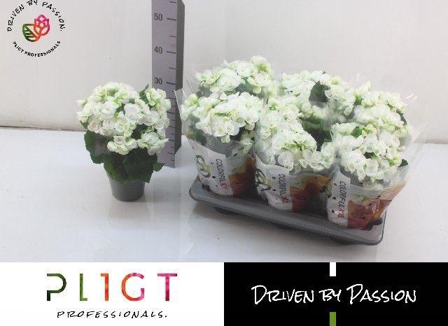 <h4>BEGONIA WHITE CLARA P14</h4>
