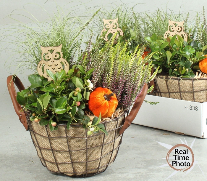 <h4>ARR TUINPLANTEN</h4>