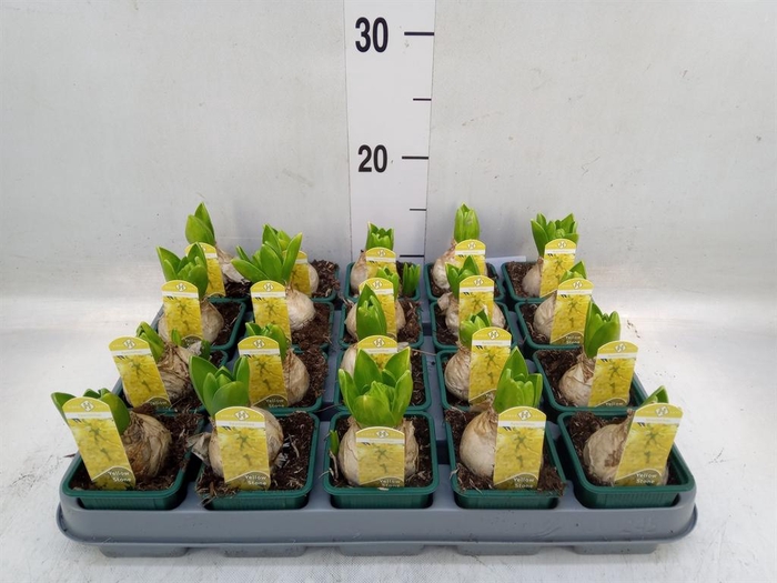 <h4>Hyacinthus orie. 'Yellowstone'</h4>