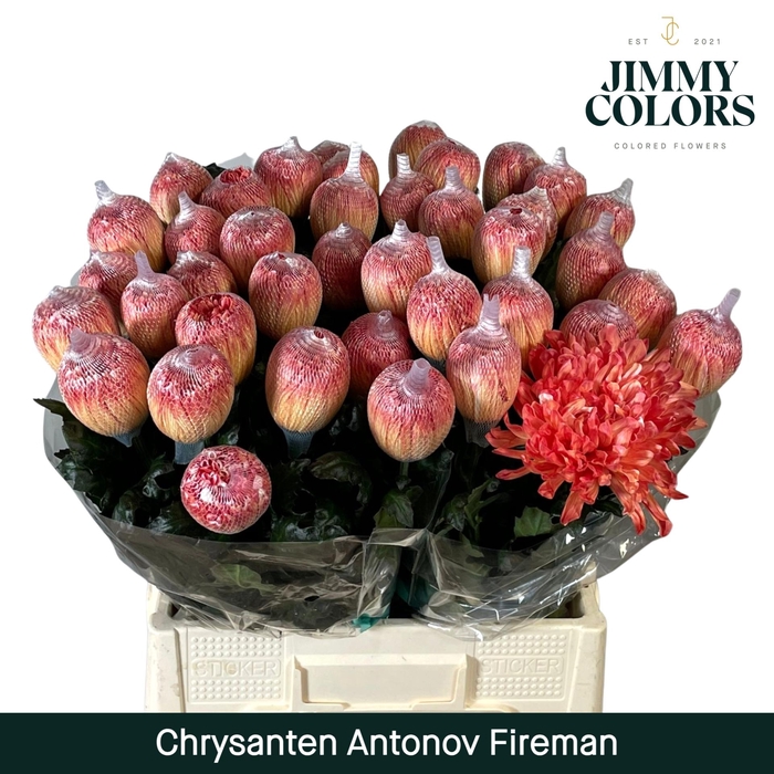 <h4>Chr G Antonov Fire man</h4>