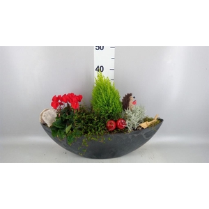 Arr.   Tuinplanten L%
