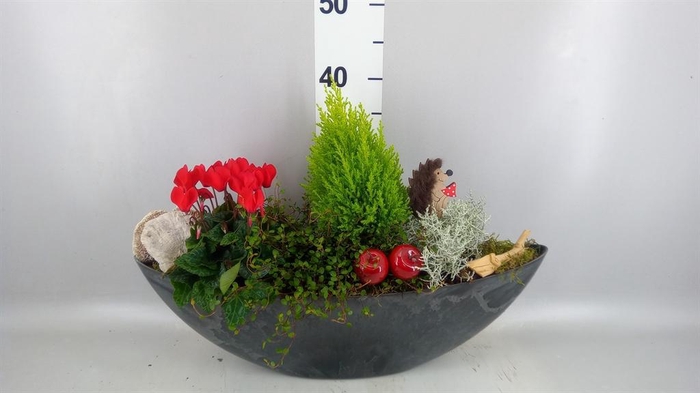 <h4>Arr.   Tuinplanten L%</h4>
