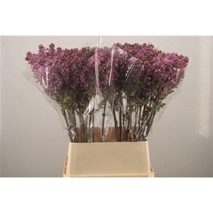 Syr Ruhm Von Horstenstein