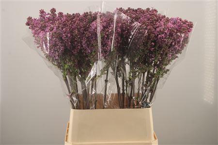 <h4>Syr Ruhm Von Horstenstein</h4>