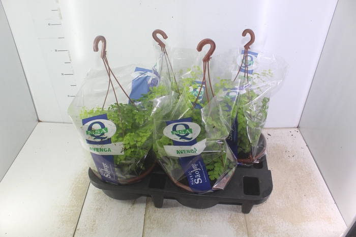 <h4>AVENCA VARIADA C21</h4>