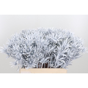 Eryn Orion Kl Bh Wit