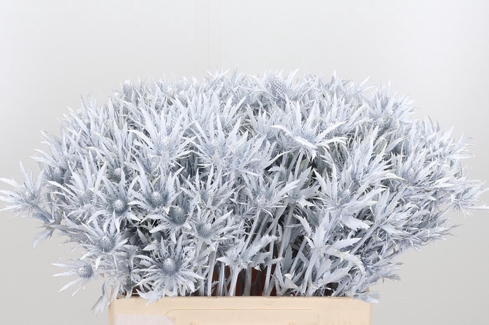 <h4>Eryn Orion Kl Bh Wit</h4>