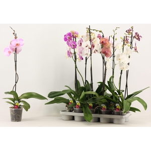 PHAL GEM