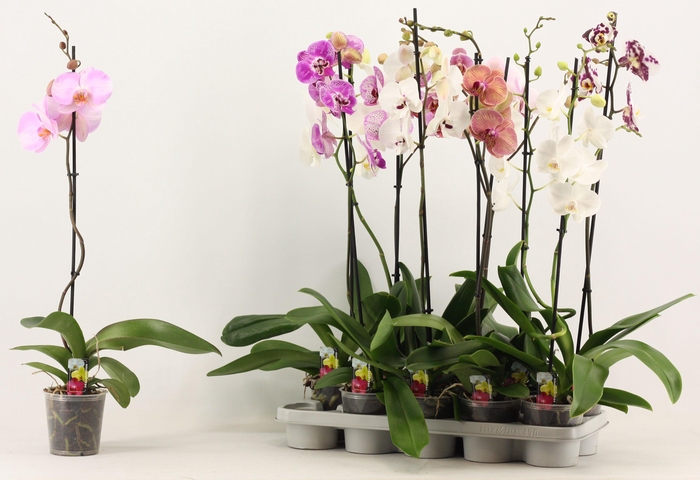<h4>PHAL GEM</h4>