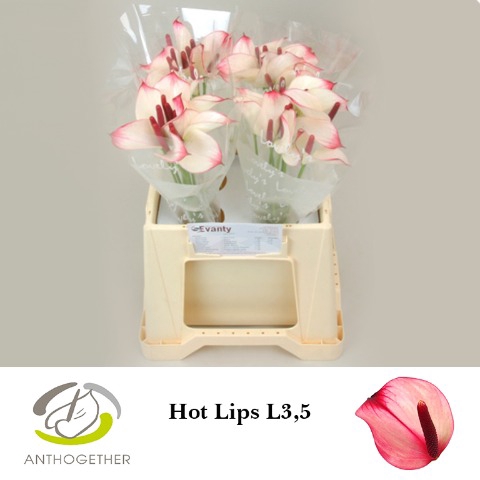 <h4>ANTH PR AMA HOT LIPS 40 L3,5</h4>