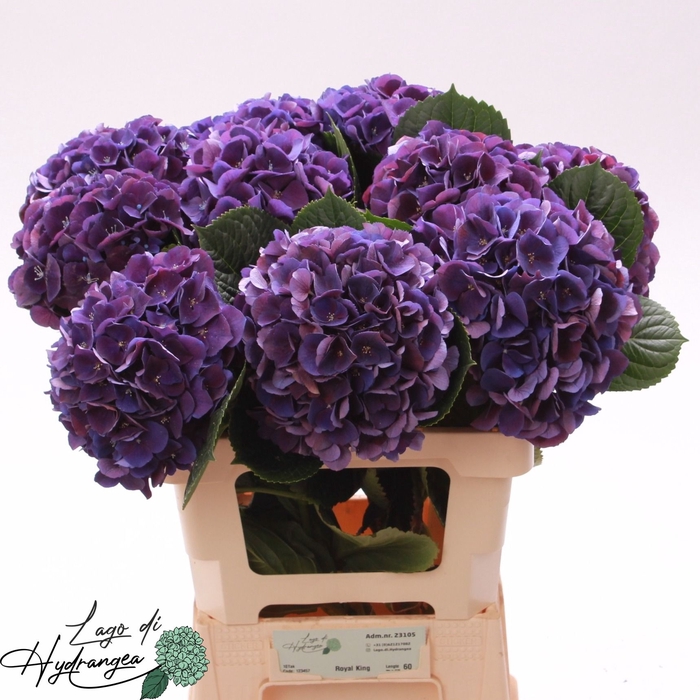 <h4>Hydr Royal King De Munck</h4>