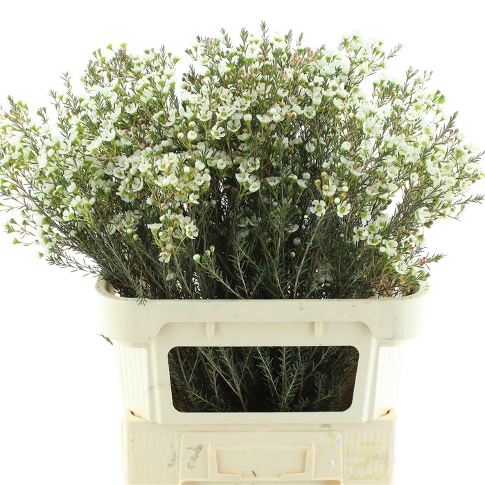 <h4>Chame Me Sirius</h4>