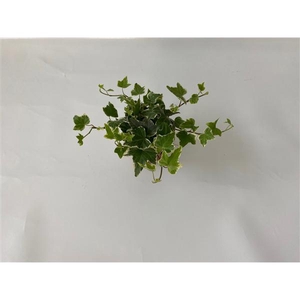 Witbont 8,5cm