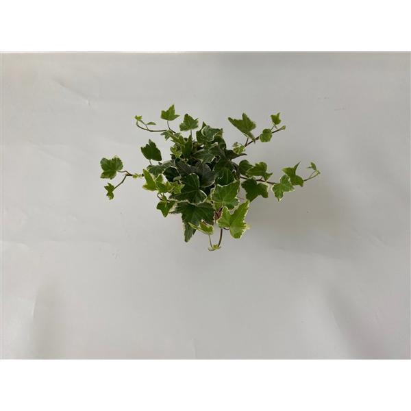 <h4>Eva 8,5cm</h4>