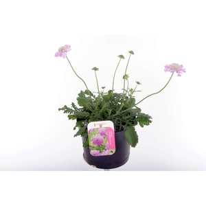 Scabiosa columbaria Pink Mist