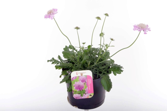 <h4>Scabiosa columbaria Pink Mist</h4>