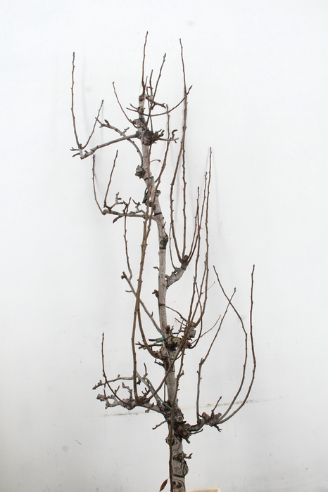 <h4>PEAR BRANCHE CONFERENCE</h4>