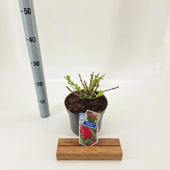 Buddleja Butterfly Candy Little Rub