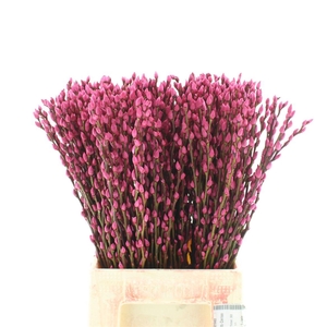 Salix Snow Flake Klb Cerise