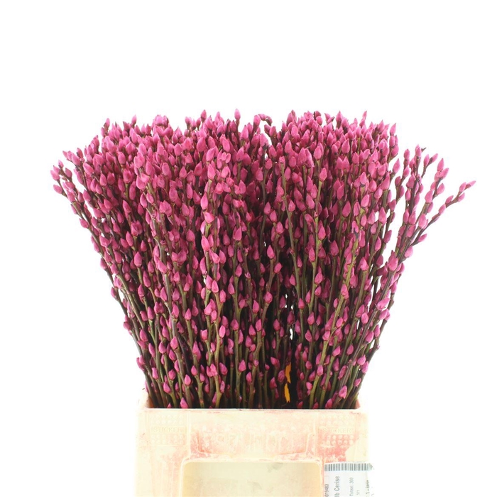 <h4>Salix Snow Flake Klb Cerise</h4>