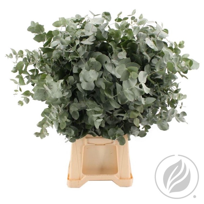 <h4>Euca Cinerea 300gr</h4>