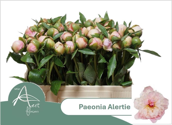 <h4>PAEONIA LACT. 'ALERTIE'</h4>