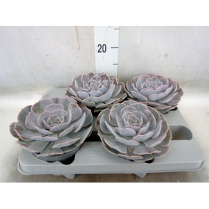 Echeveria  'Pollux'