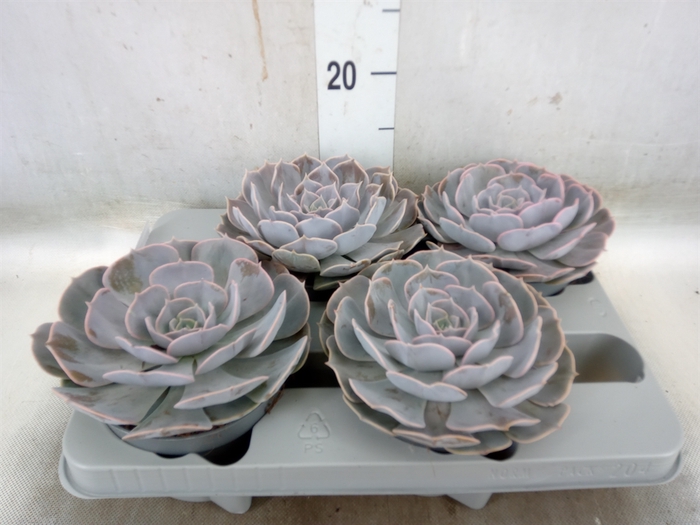 <h4>Echeveria  'Pollux'</h4>
