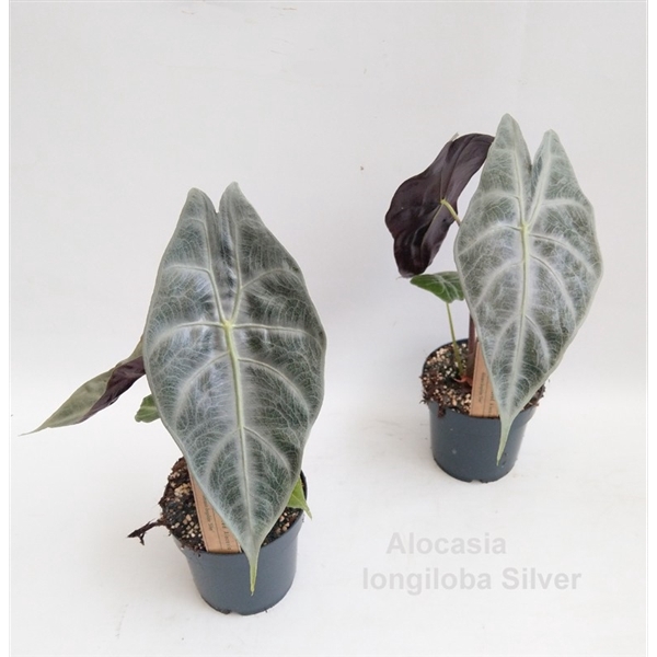 <h4>Alocasia longiloba Silver 14cm</h4>