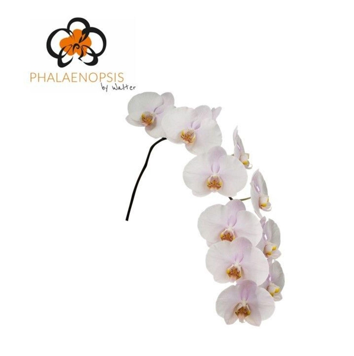 <h4>Phalaenopsis  'Alpha'</h4>