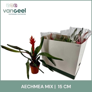 AECH GEM