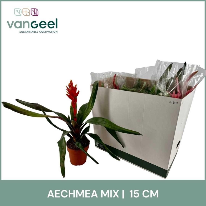 <h4>AECH GEM</h4>