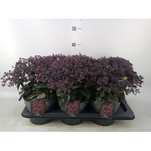 Sedum telep. 'Seduct Rose Soiree'