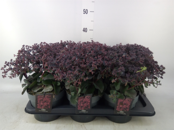 <h4>Sedum telep. 'Seduct Rose Soiree'</h4>