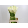 Zantedeschia Eydolls White