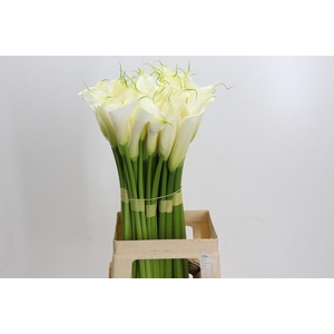 Zantedeschia Eydolls White