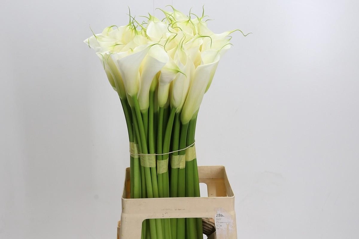 Zantedeschia Eydolls White