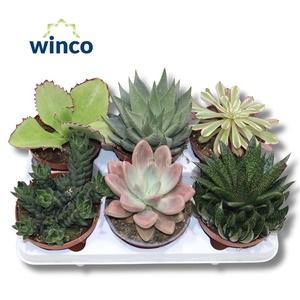 Succulenten Mix