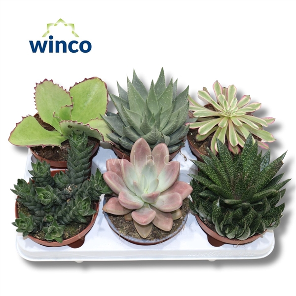 <h4>Succulenten Mix</h4>