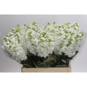Matthiola Iron White